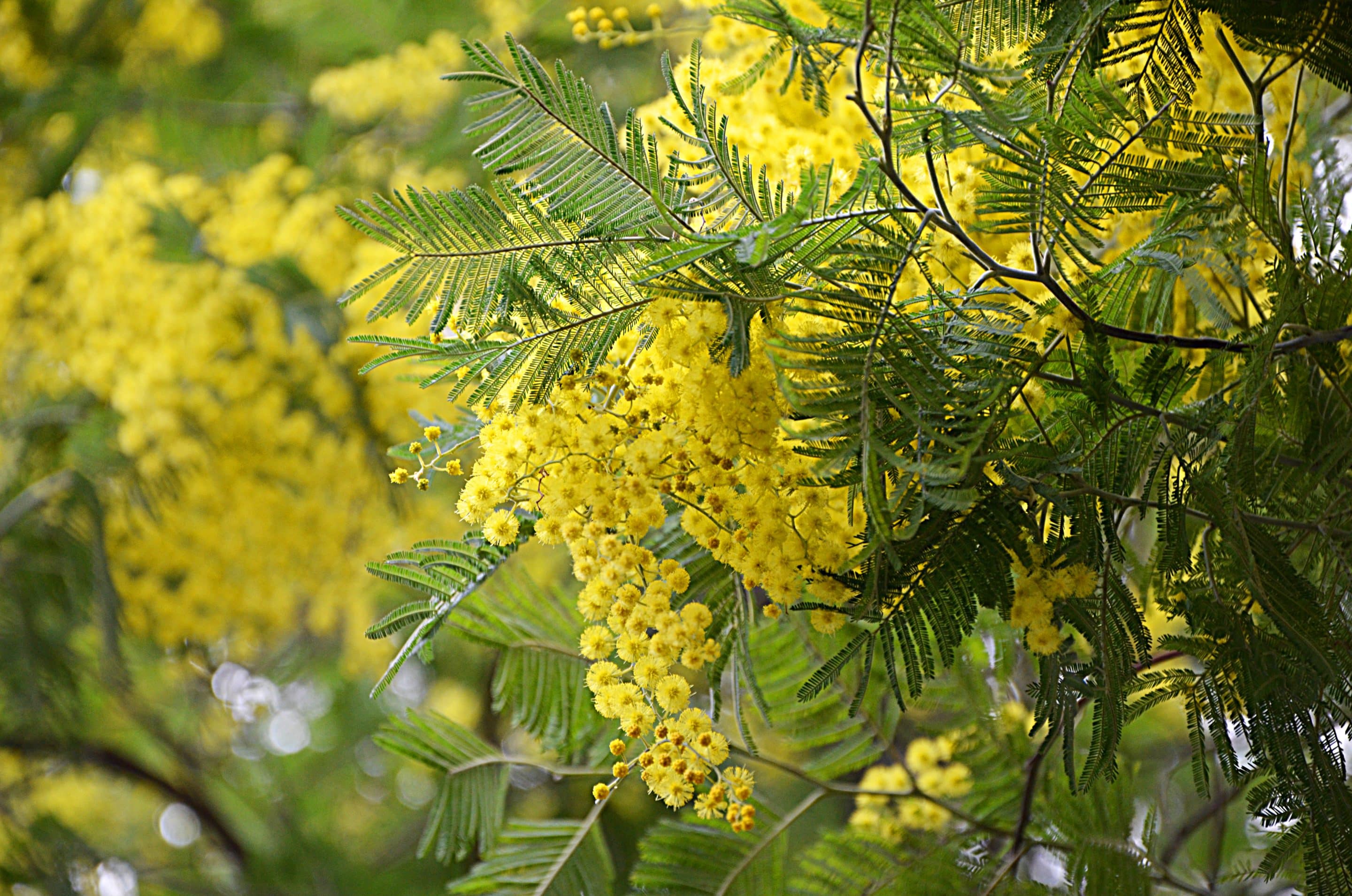 MIMOSA | SEASON ON THE CÔTE D'AZUR | TML