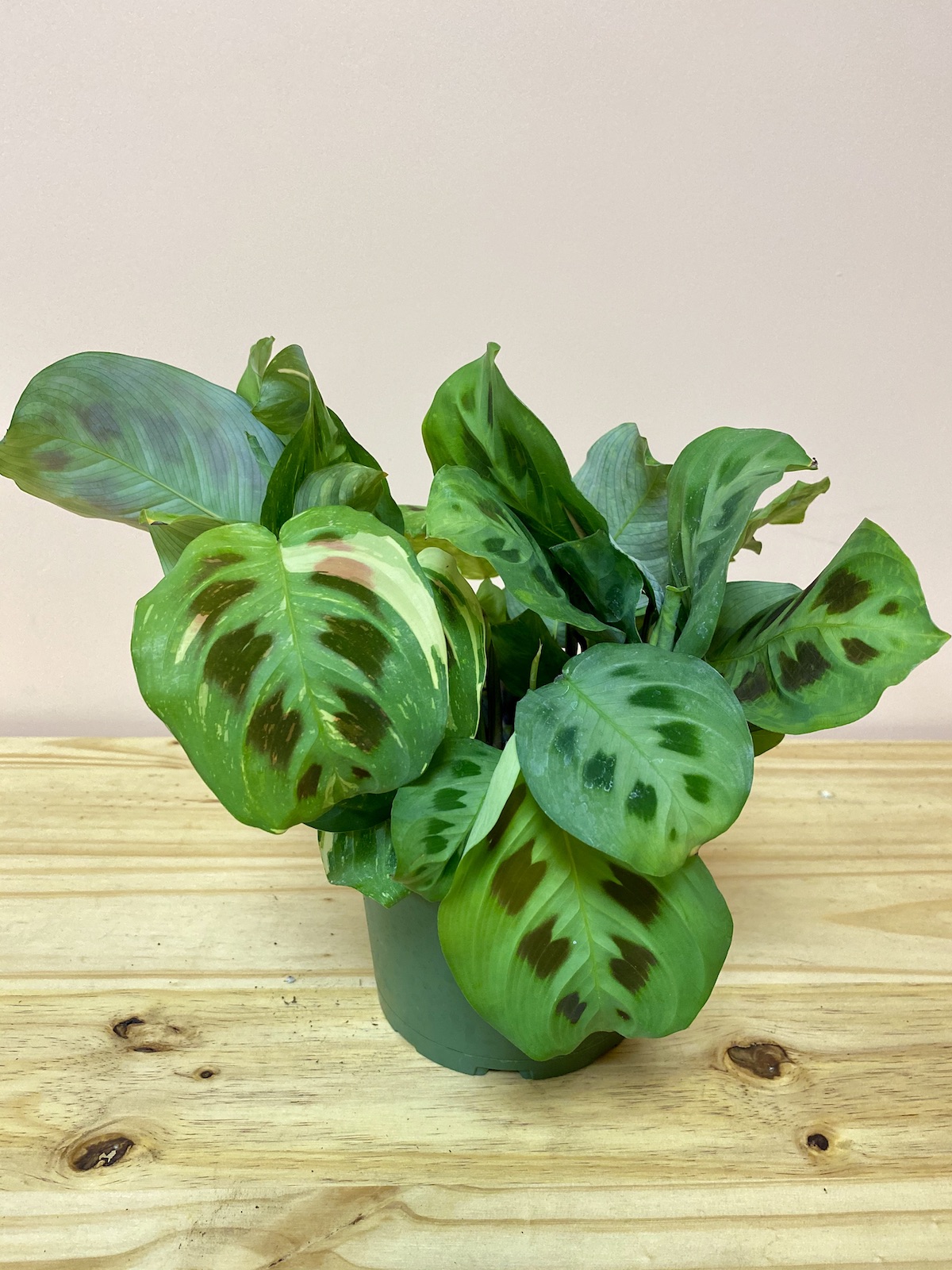 Maranta Green The Mellow SF