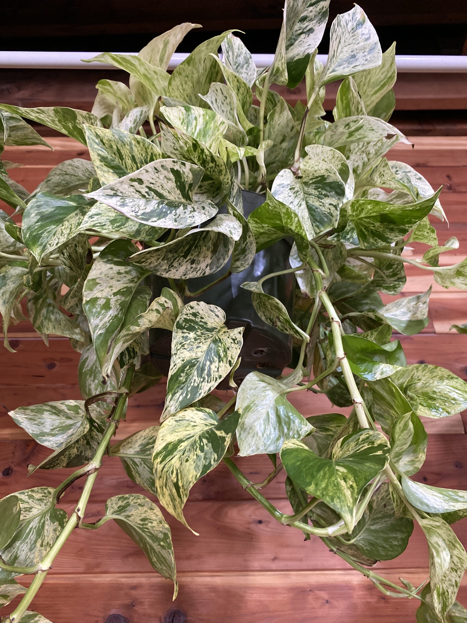 Marble Queen Pothos The Mellow SF