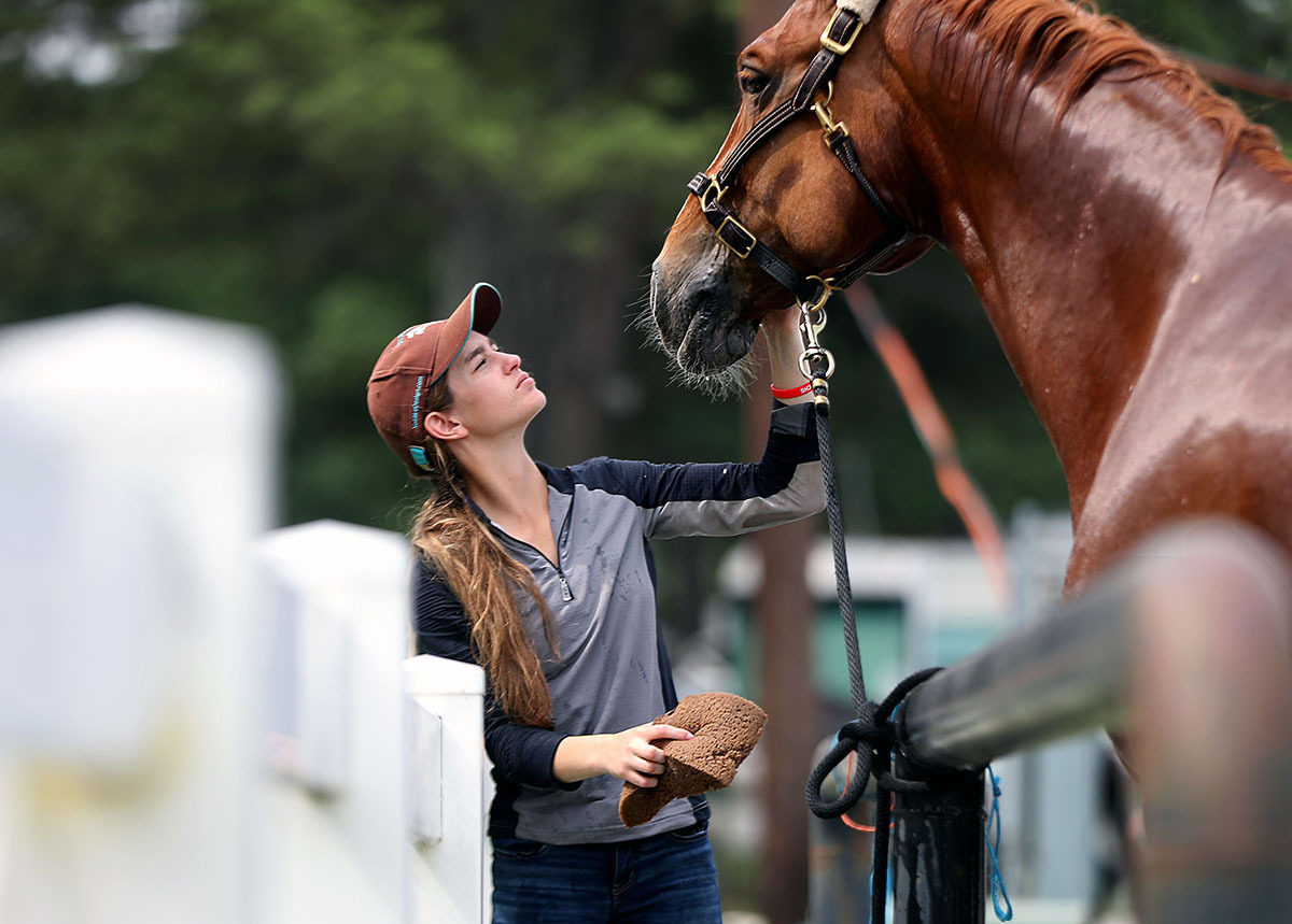 Veterinarians care for animals, foster Germantown's horse show traditions Memphis Local