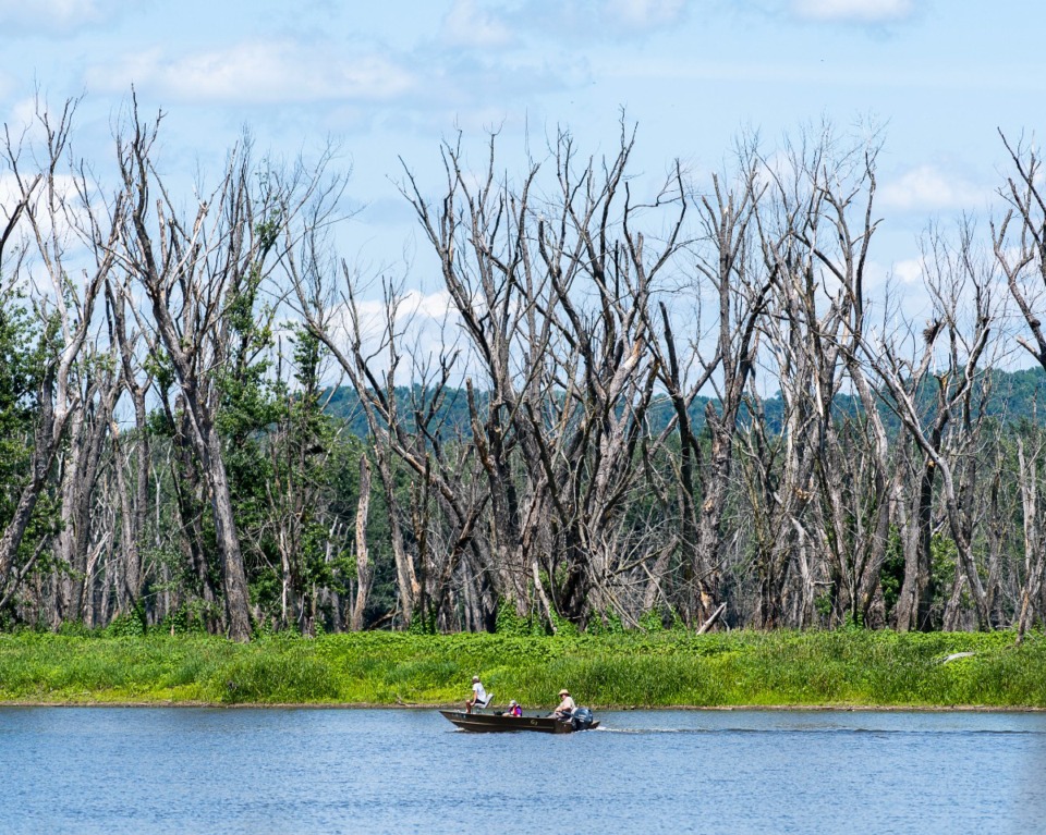 The Mississippi River’s floodplain forests are dying. The race is on to