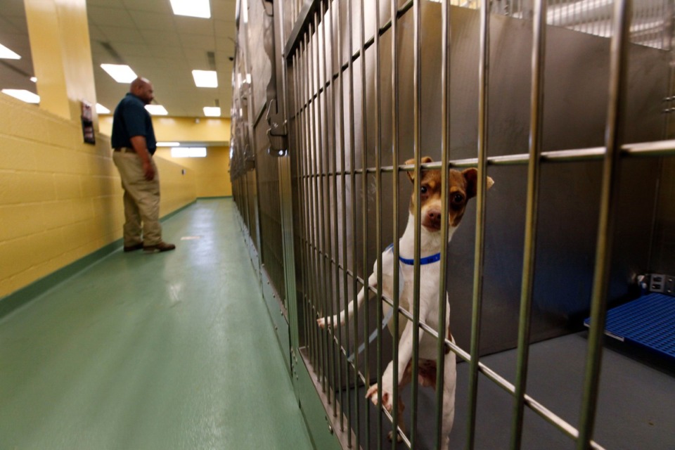 Local animal shelters at alltime low during COVID19 outbreak