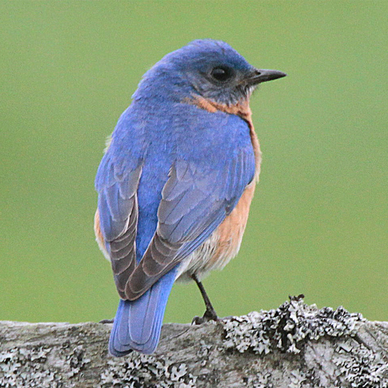 Germantown leaders discuss budget, bluebirds and vaccines Memphis