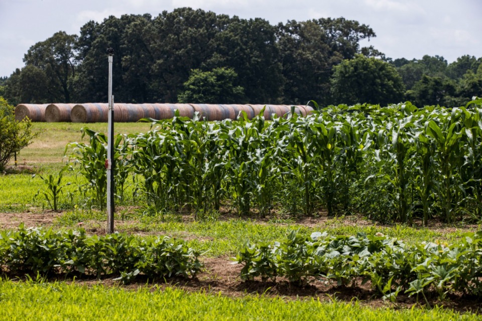 Germantown's Wildwood Farm partnering with UT Martin Memphis Local