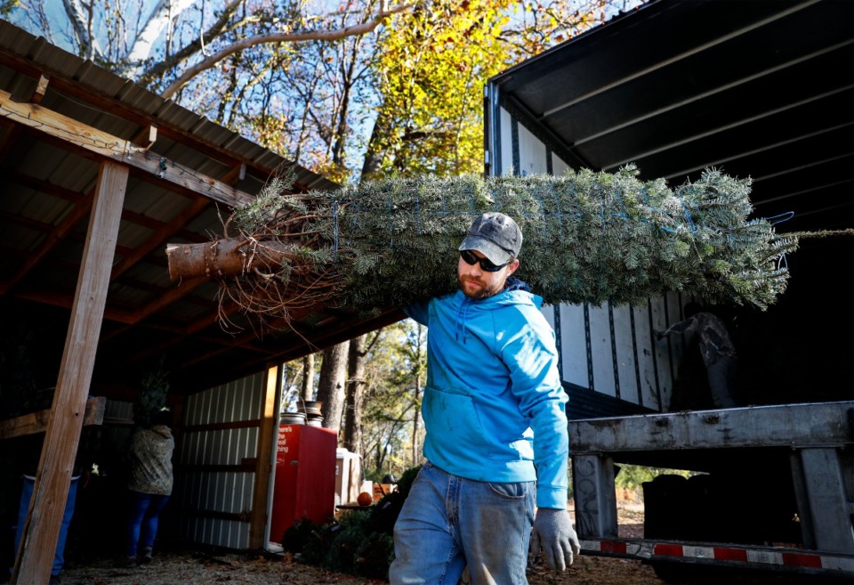 Christmas tree crop remains trim this year Memphis Local, Sports
