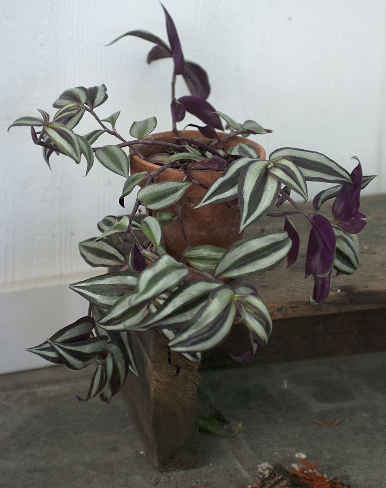 5 Easy House Plants The Merrythought