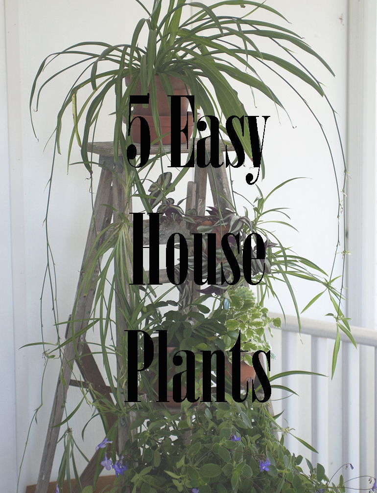 5 Easy House Plants The Merrythought