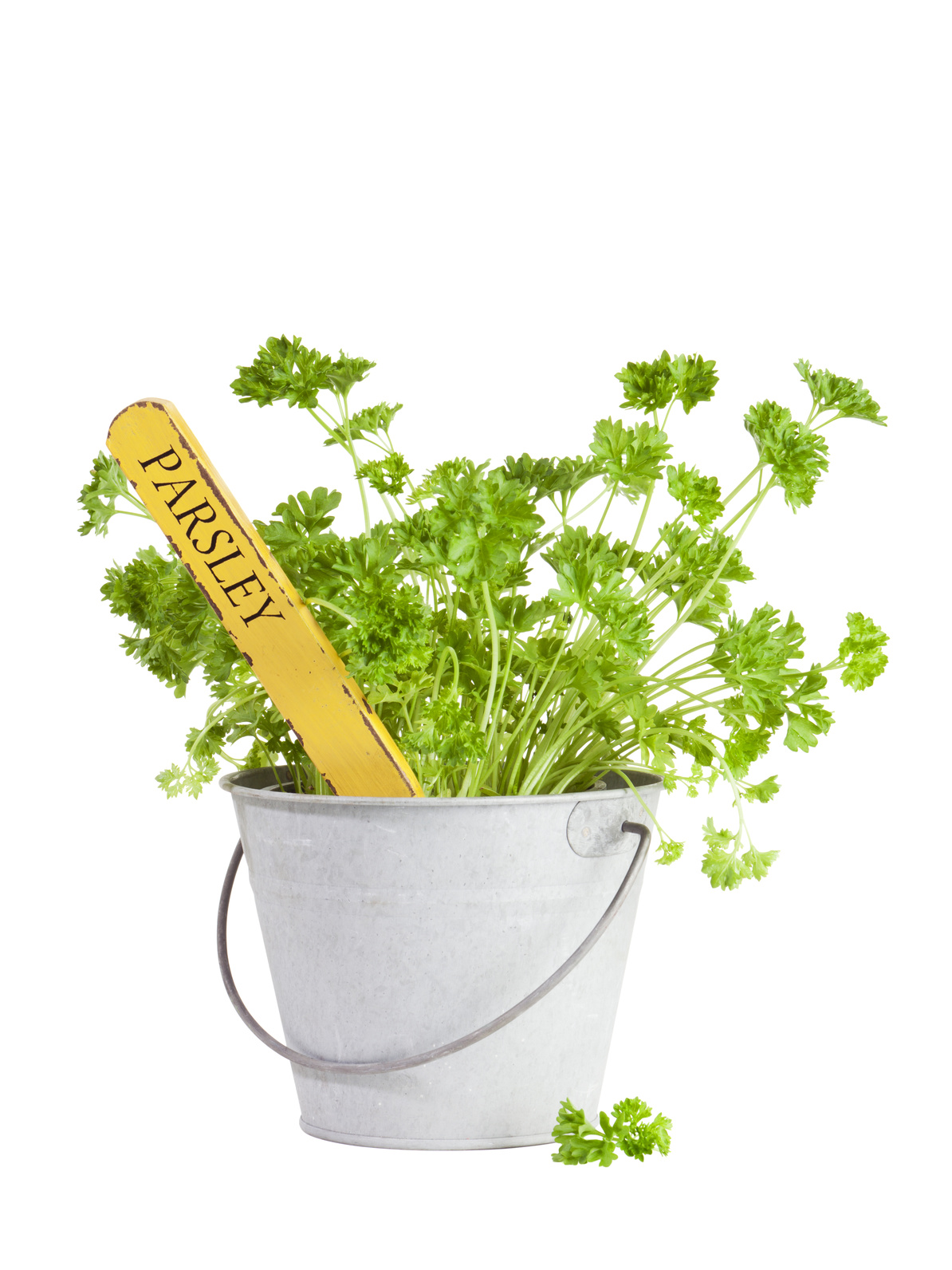 Parsley Gary's Garden