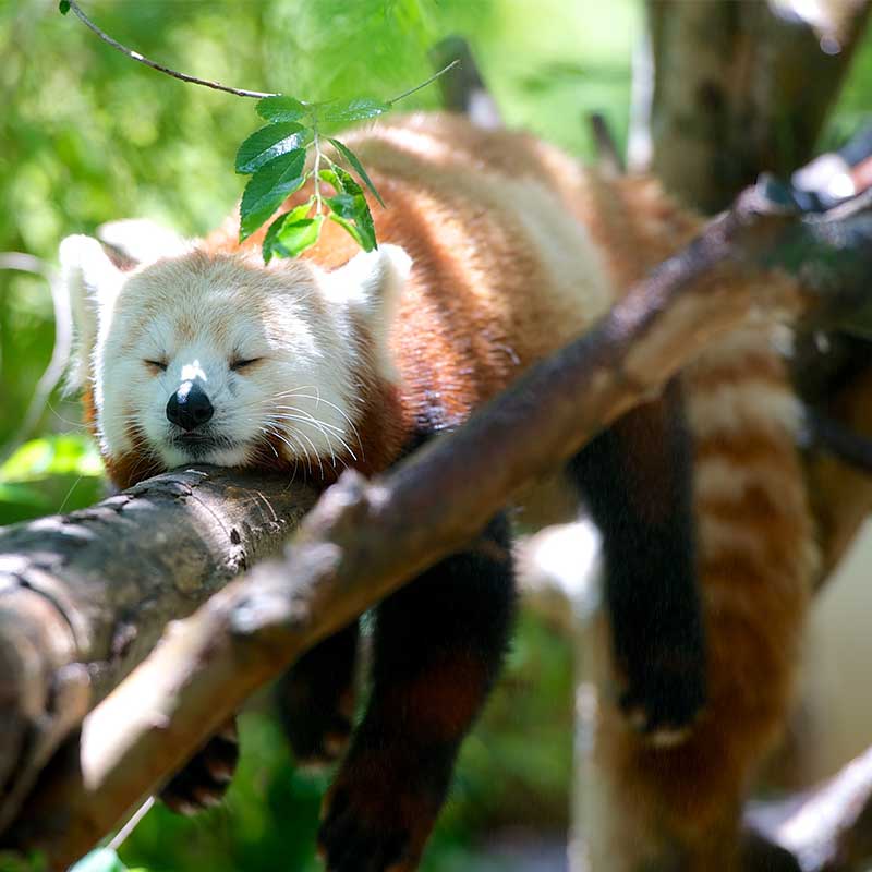 Zoofari Zoo & Safari Park site Template