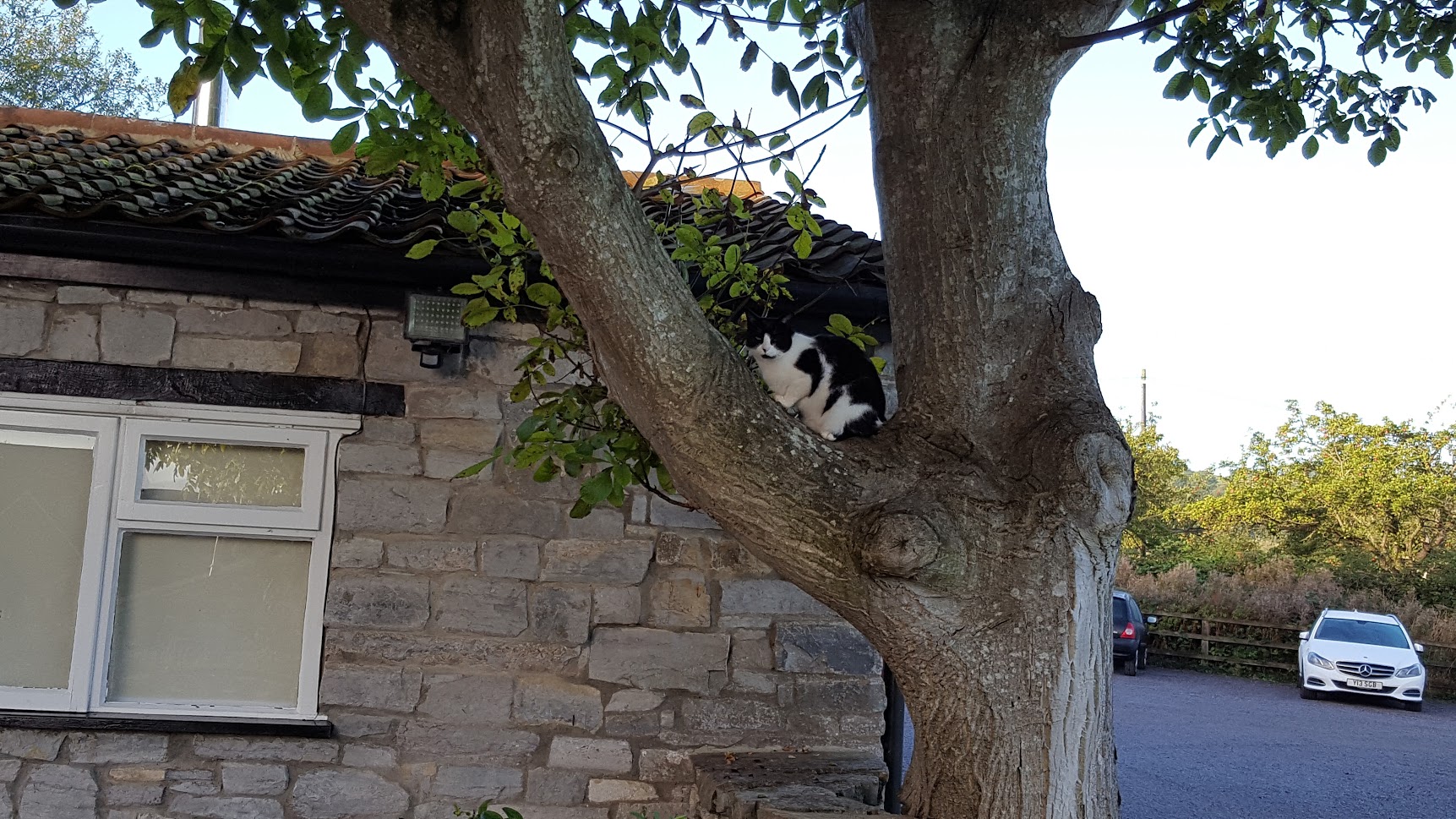 Dog Friendly Cottages Glastonbury, Somerset The Middlewick