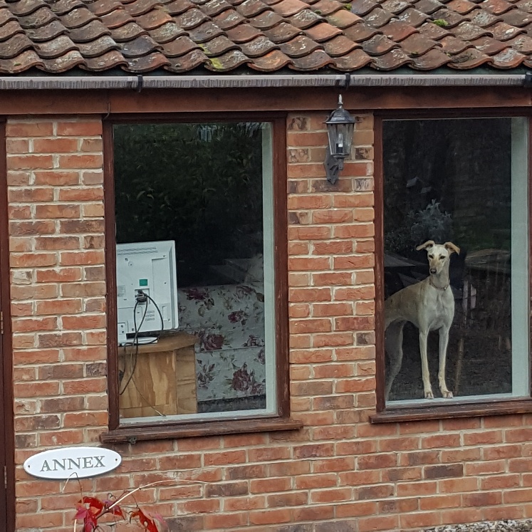 Dog Friendly Cottages Glastonbury, Somerset The Middlewick