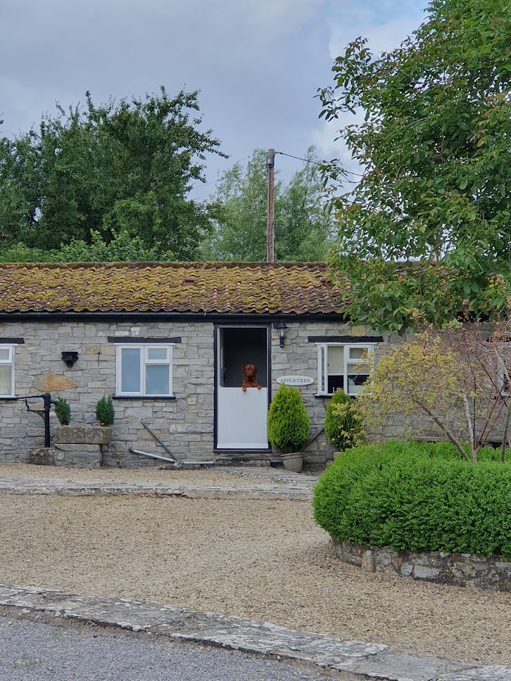 Dog Friendly Glastonbury