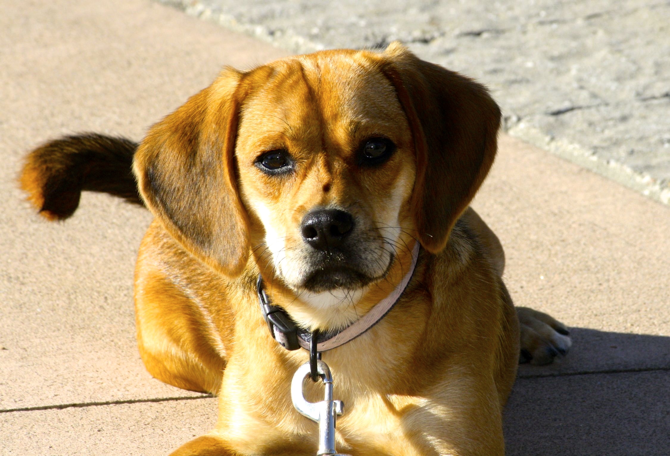 6 Ways Pets Help Me Through Depression and Anxiety The Mighty