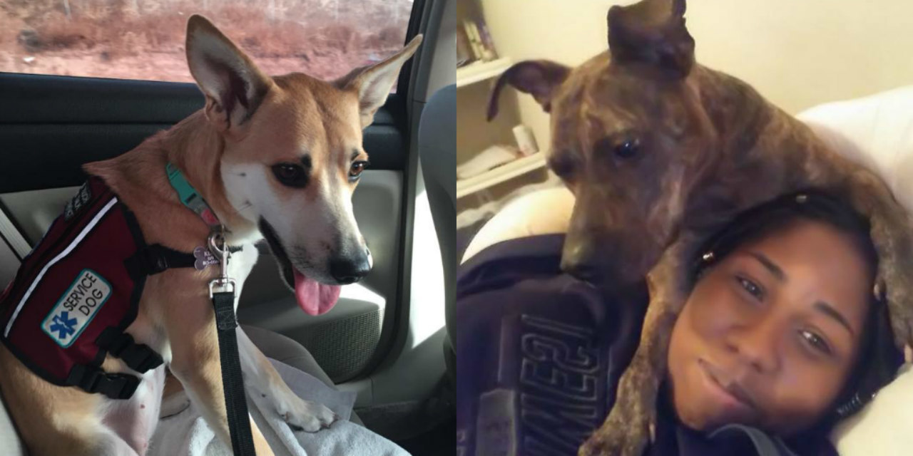 13 Photos That Show How Service Dogs Help People With PTSD