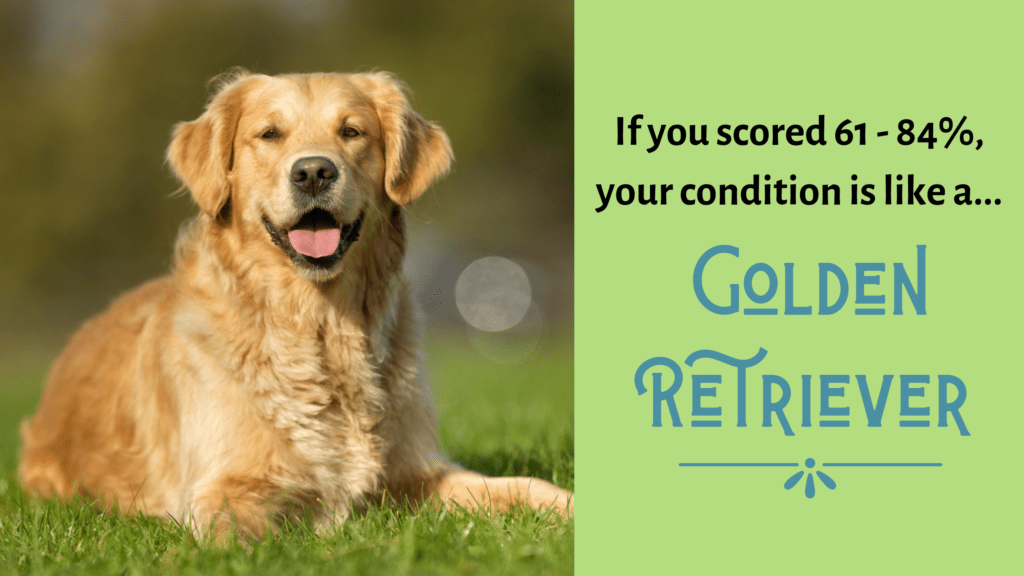 Quiz What Dog Breed Best Describes Your Chronic Illness?