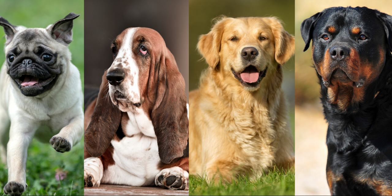 Quiz What Dog Breed Best Describes Your Chronic Illness?