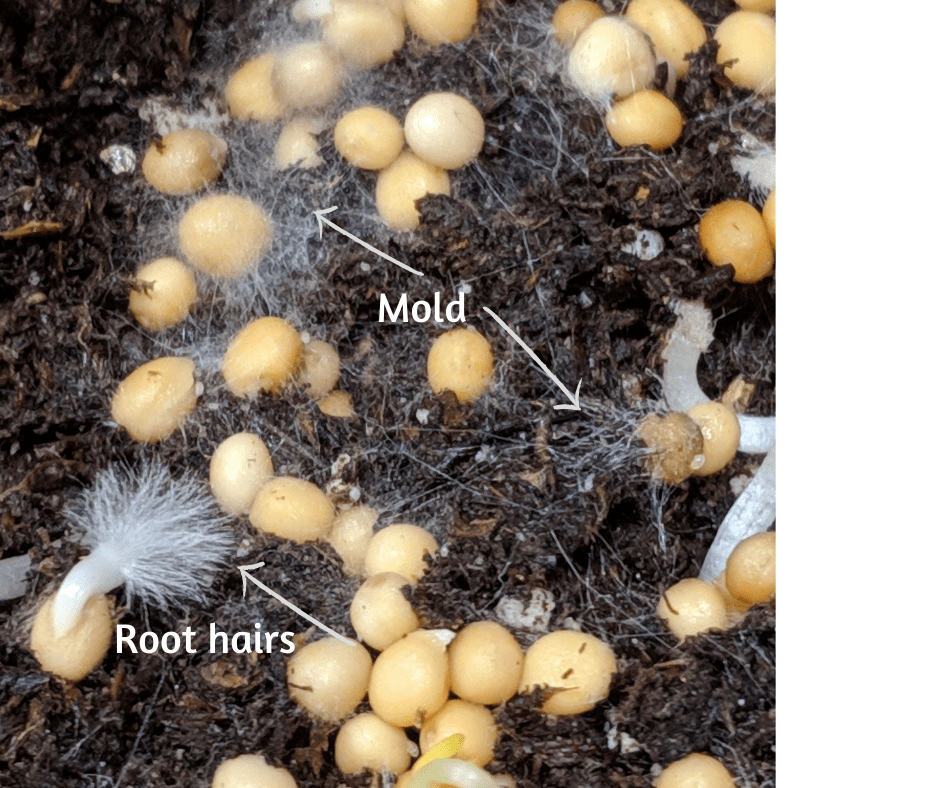Mold... or root hairs? The Mighty Microgreen