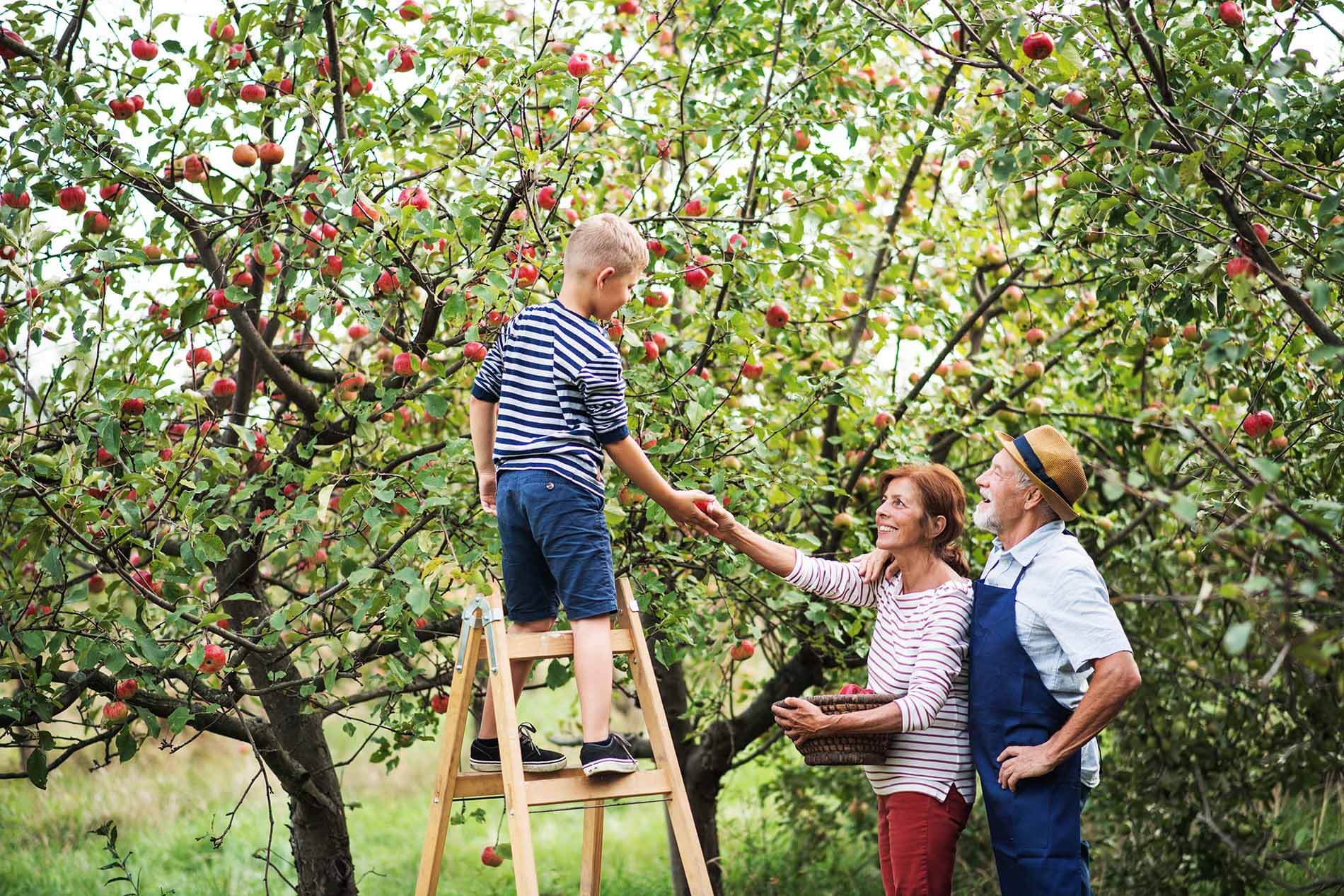 AUTUMN APPLES REMEMBERING WAUCONDA ORCHARDS The Mighty Oakes