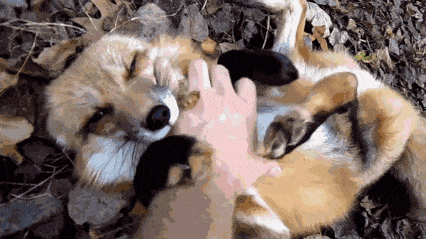 21 Animal Bellies That Need To Be Rubbed Right Now