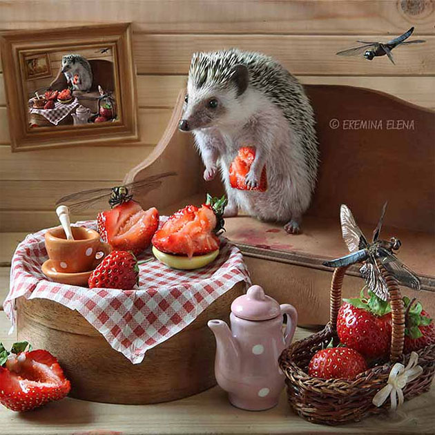 The Secret Life Of Hamsters And Hedgehogs Humorous Photos Of The House