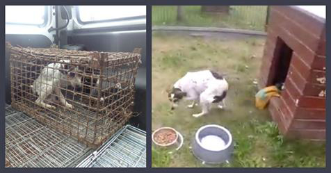 Dog Forced To Grow Up In A Rust Box Gets Emotional When She Touches Grass For The First Time