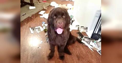 Guilty Puppy Destroys The Whole House – Doesn’t Care That Mom Is Furious