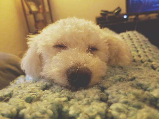 Psychologist Discovers That Dogs Dream About the Humans They Love