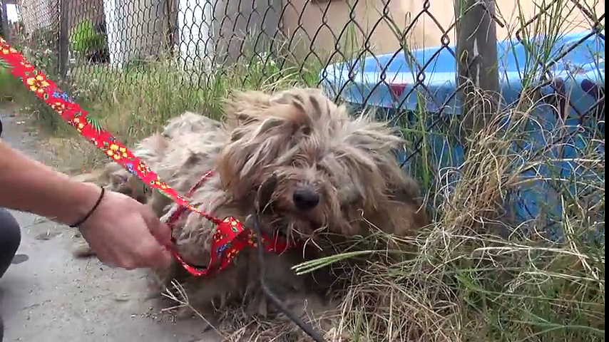 Dog Who Had Been Homeless His Entire Life Makes Incredible Transformation