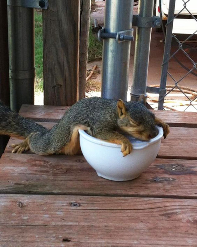 12 Animals That Just Melted (Our Hearts)