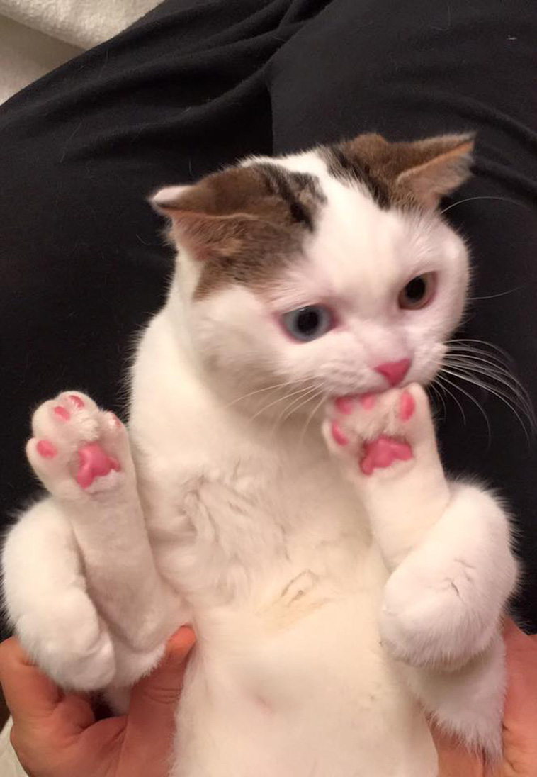 15 Adorable Pictures Of Kitty Toe Beans
