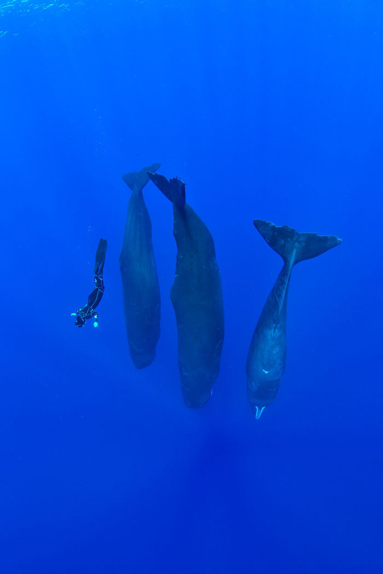 Photographer Captures Incredibly Rare Sight Of Sperm