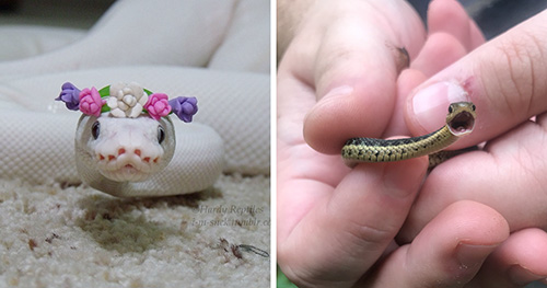 20 Adorable Snake Pics That Will Help You Conquer Your Fear 20 Adorable Snake Pics That Will Help You Conquer Your Fear
