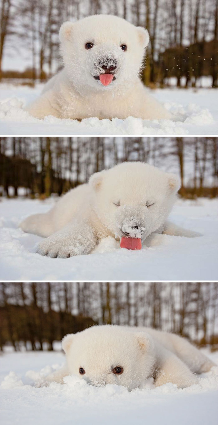 20 Times Animals Experienced Snow For The First Time, And Their Faces