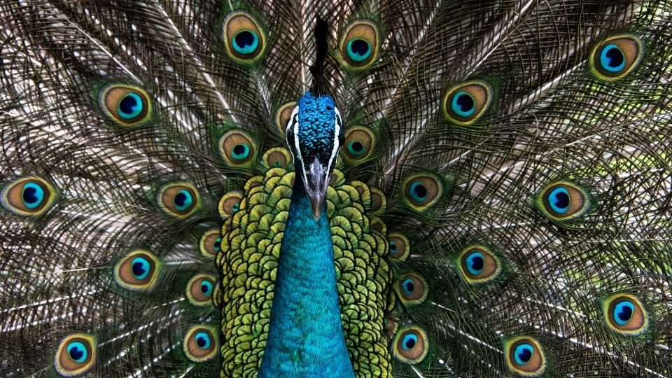 Peacock Meaning Peacock Symbolism Peacock Spiritual Meaning