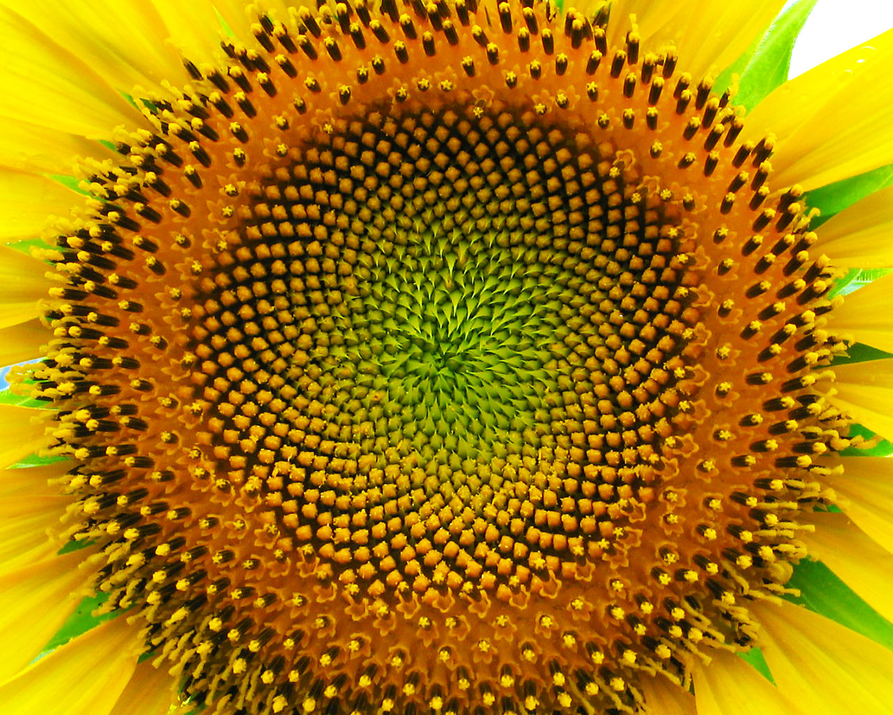 Why Beauty is So Important