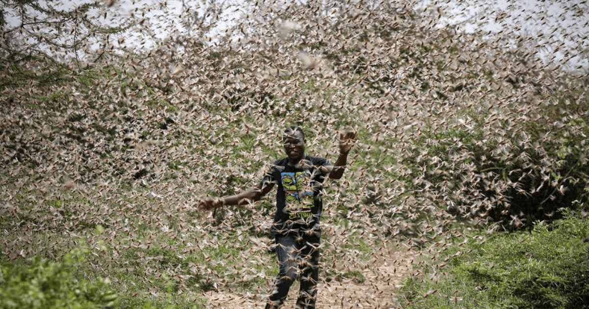 Locust Plague Up to 20 Times Worse Than Last Could Devastate Africa