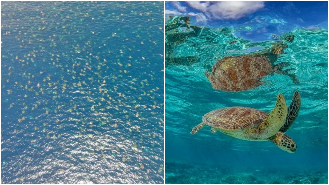 Stunning Drone Footage Shows 64 THOUSAND Green Turtles Swimming Around