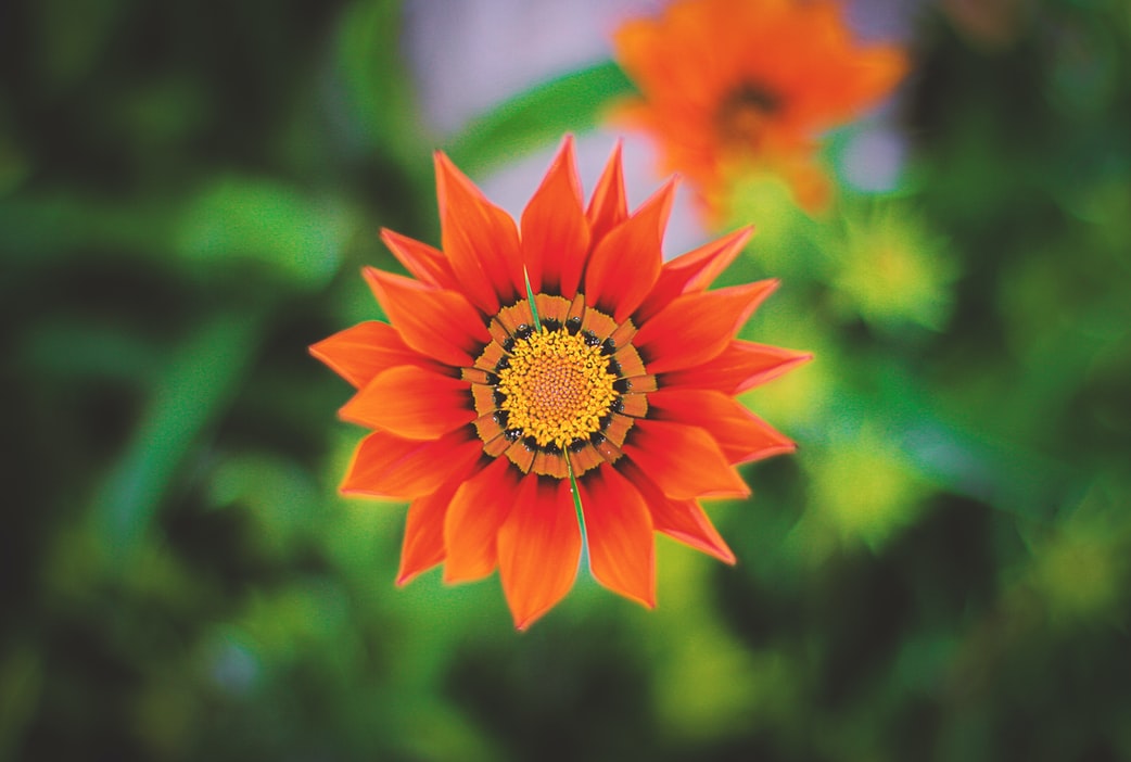 So, Why Do Flowers Smell?