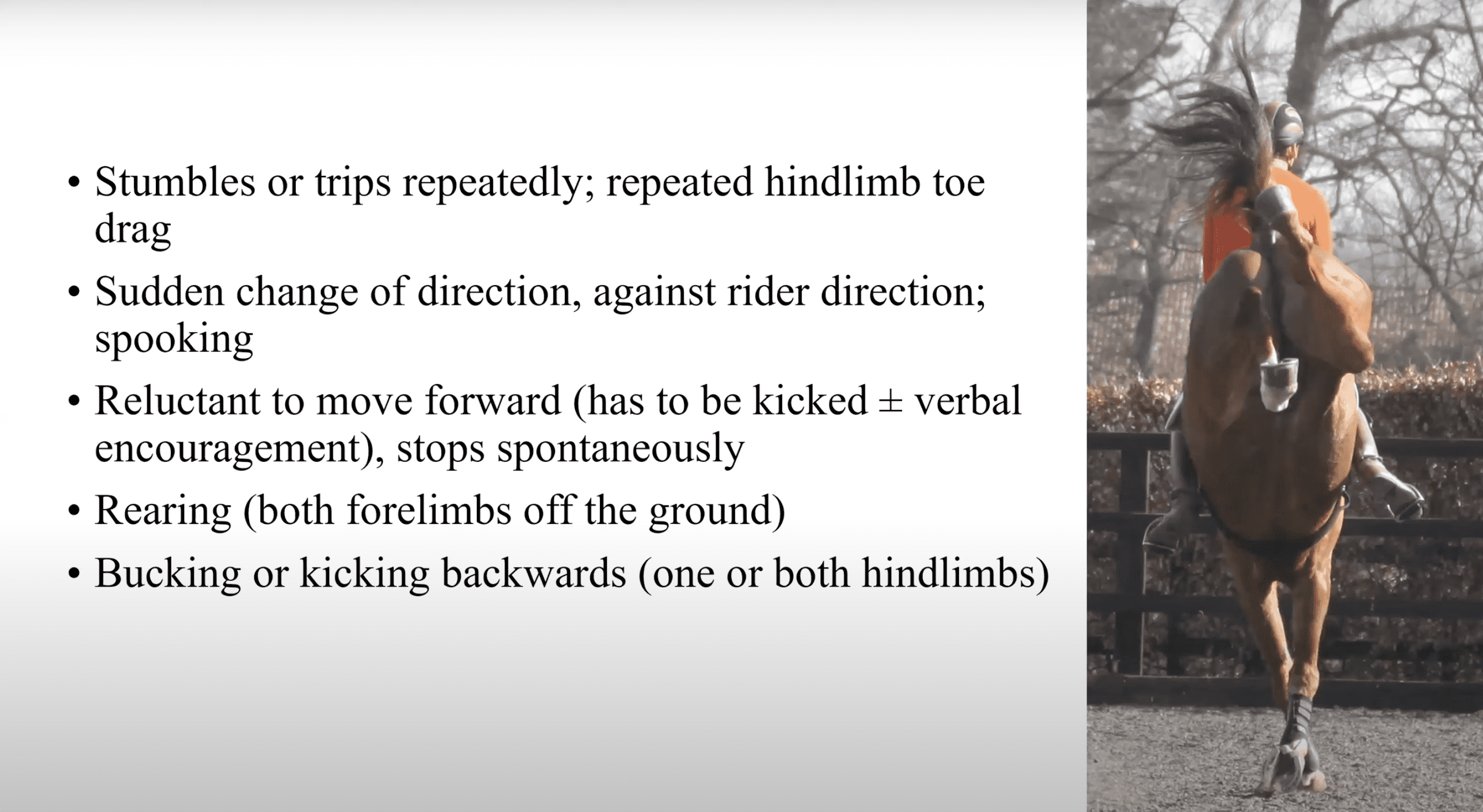 Horse Riding Cruelty What You Need To Know The Minimalist Vegan