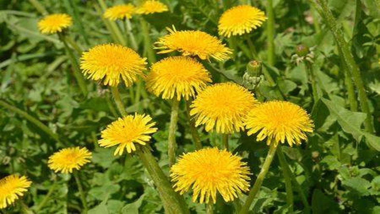 RESEARCH Dandelion Leaf Extract Blocks Spike Proteins From Binding To