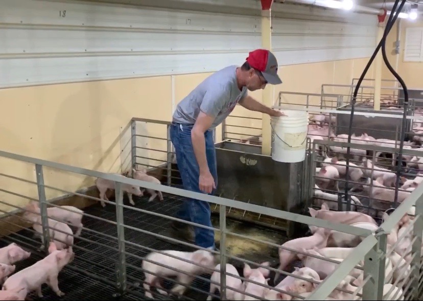 'What do you do with these pigs?' Inside Missouri hog farmers