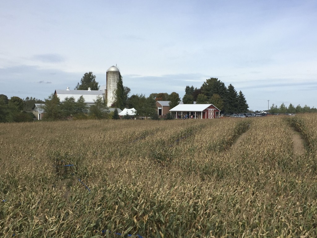 Jacob’s Corn Maze The Mitten Adventure