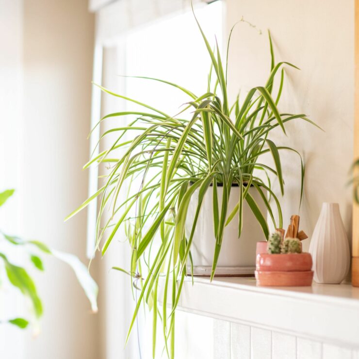 20 Plants That Don’t Need Sunlight to Grow Or Survive The Mode Mag