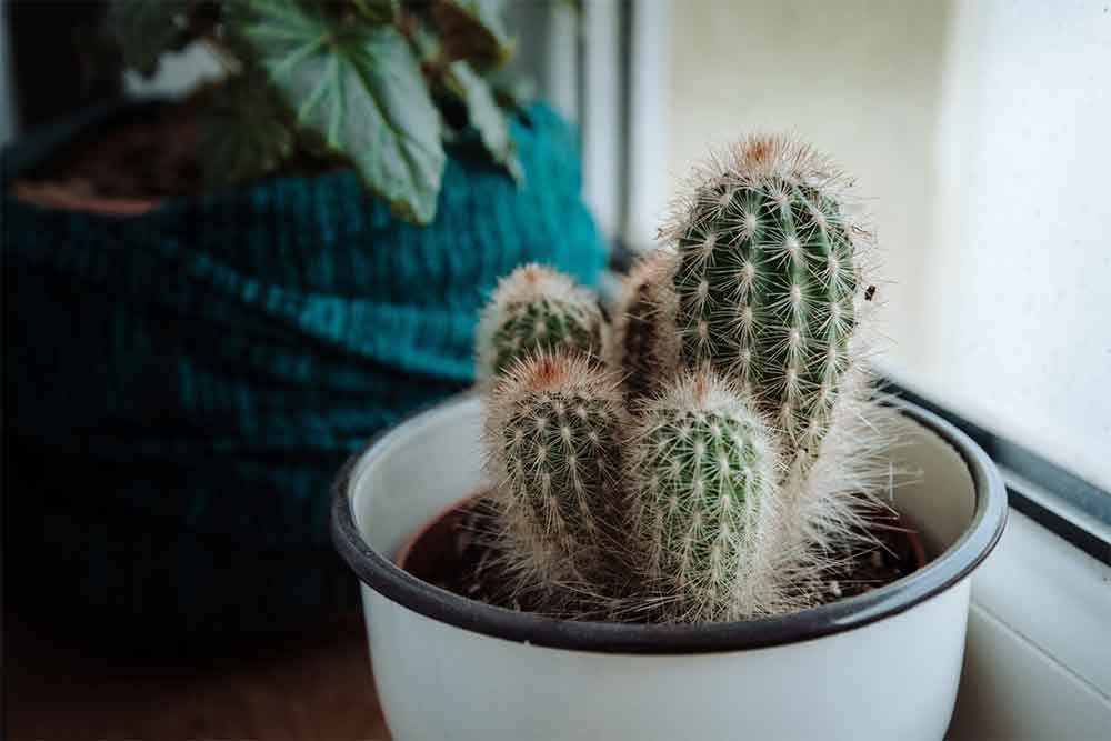 Can Cactus Purify Air? (The Ultimate Cactus Guide) The Mode Mag