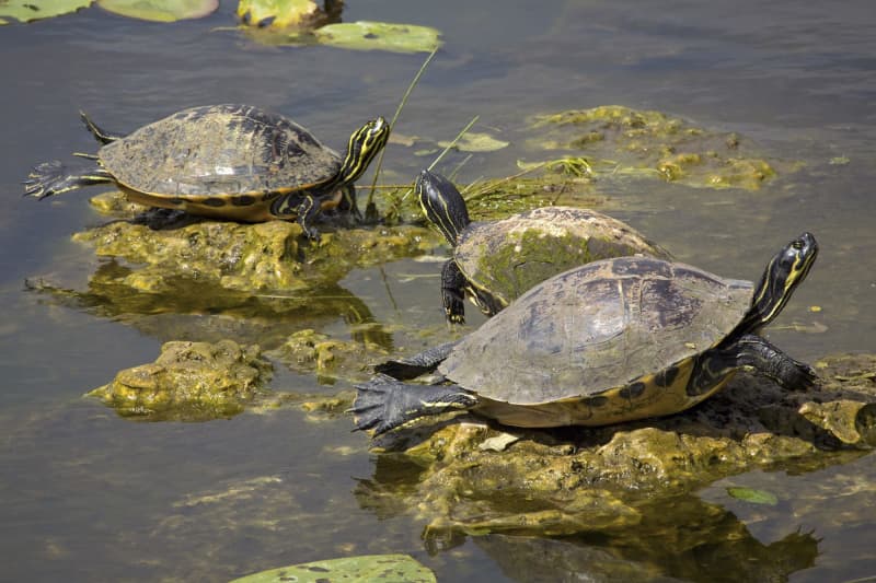 Florida's freshwater turtles falling prey to the international black