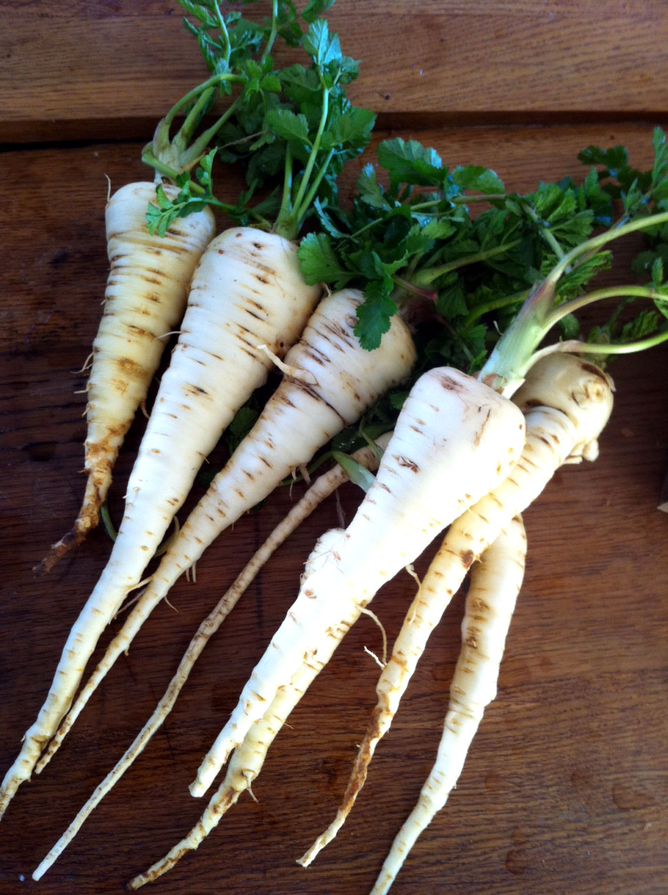 First 2011 Sowings And Some Very Late Parsnips The Modern Gardener
