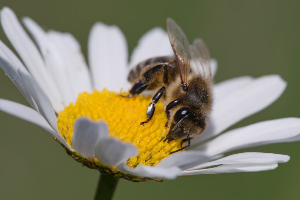 A Beginner’s Guide to Bee Conservation Why Bees Matter and What You