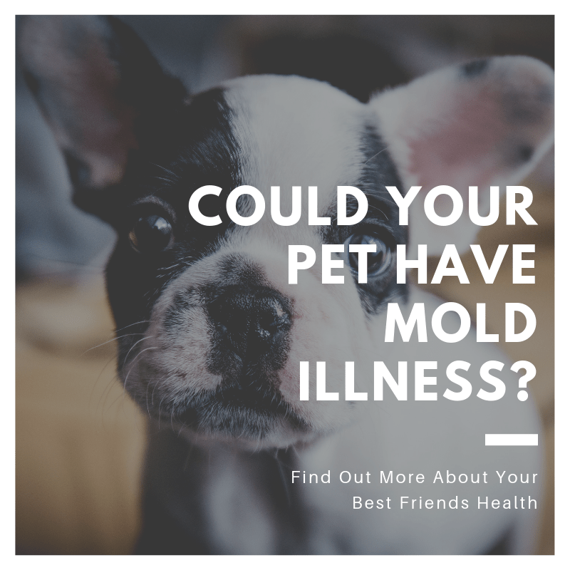 Does Your Pet Have Mold Illness? The Mold Guy