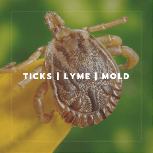 Ticks, Lyme, and Mold The Mold Guy