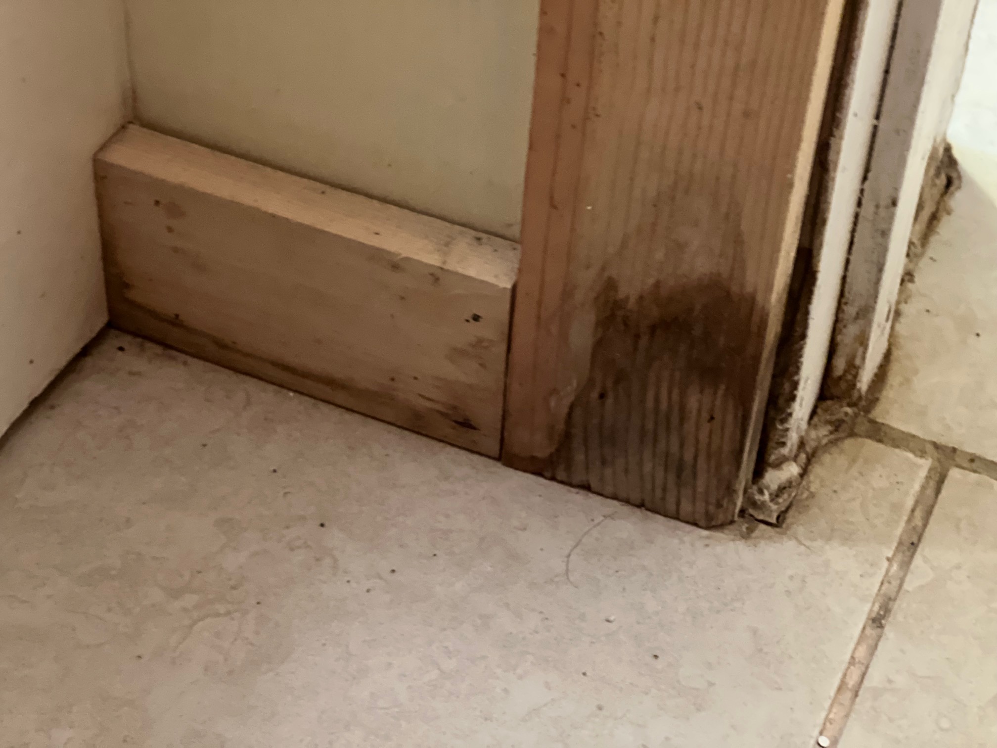 Mold In Airbnb Rental Here's What I Did After Discovering The
